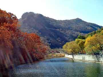 新澳天天开奖资料大全旅游团，黄花菜种子